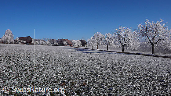 Foto: Baumreihe und Weiler mit Bauernhöfen in der ebenen Raureiflandschaft.