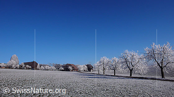 Foto: Baumreihe und Weiler mit Bauernhöfen in der flachen Raureiflandschaft.