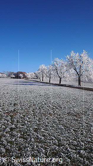 Foto: Raureiflandschaft mit Baumreihe und Bauernhof.