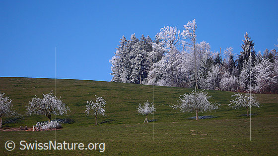 Foto: Baumreihe auf eine Wiese mit Waldrand im Hintergrund. An Bäumen und Tannen hat sich Raureif gebildet.