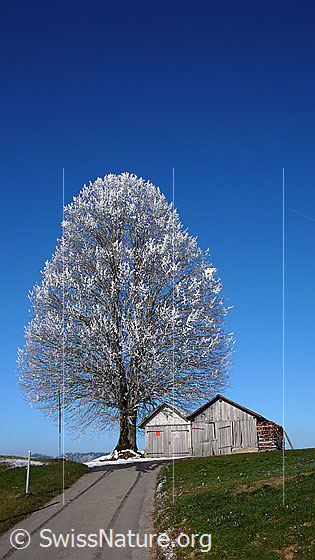 Foto: Linde mit Raureif. Eine Strasse führt auf die Anhöhe mit dem mächtigen Baum und den Geräteschuppen zu.