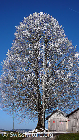 Foto: Raureif an einer mächtigen Linde. Darunter steht ein Geräteschuppen.