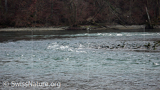 Foto: Are mit leichten Wellen und Ufergehölz im Hintergrund.