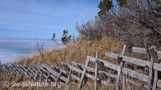 Foto: Stabilder Zaun aus Holz und Weideland in Herbstfarben. Im Hintergrund ein Nebelmeer.