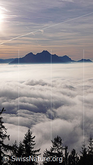 Foto: Blick von Rigi Kaltbad über Tannenspitzen und ein kompaktes Nebelmeer über der Zentralschweiz zum Pilatus.