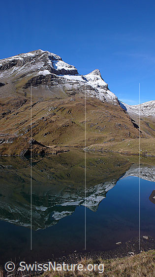 Foto: Spiegelung der Reeti und des Simelihorns im Bachalpsee.