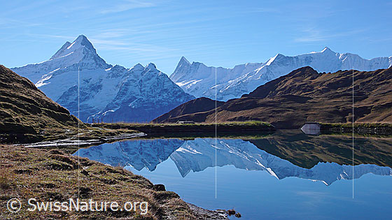 Foto: Spiegelung der Berner Alpen mit Lauteraarhorn, Schreckhorn, Kleines Schreckhorn, Finsteraarhorn, Ochs und Fiescherhörner im spiegelglatten Bachalpsee.