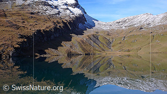 Foto: Mandelbrot-Spiegelung im Bachalpsee. Das Weideland im Uferbereich weist eine interessante Struktur auf.