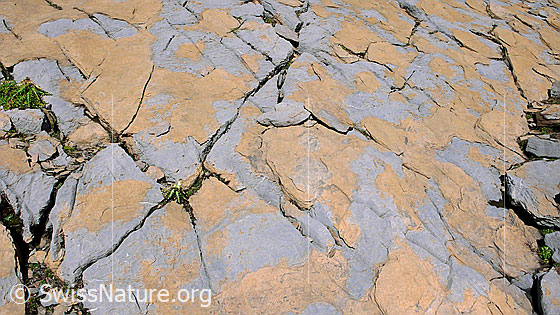 Foto: Felsplatte mit braunem Muster und feinen Rissen.