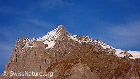 Foto: Blick von Grindelwald zu Scheideggwetterhorn, Wetterhorn und Chrinnenhorn im Abendlicht.