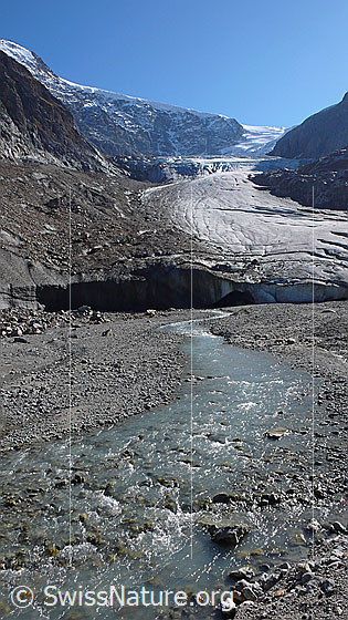 Foto: Gletscherzunge des Steingletschers mit Gletschertor. Das Gletschervorfeld wird durch den Verlauf des Gletscherbachs immer wieder neu geformt.
