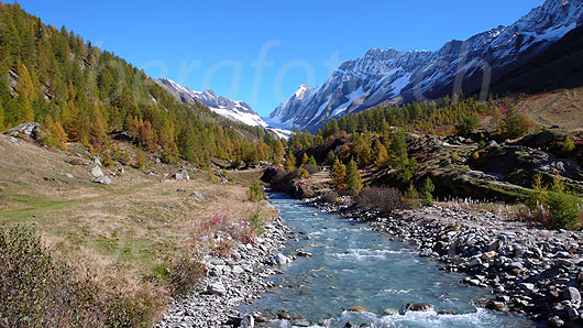 Foto: Lonza bei Fafleralp in sonniger Berglandschaft mit Lärchenwald in den Herbstfarben und umgeben von überzuckerten Gipfeln. Zu sehen sind Anuchnubel, Lötschenlücke, Sattelhorn, Distlighorn und Schinhorn.