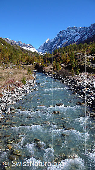 Foto: Lonza bei Fafleralp in sonniger Berglandschaft mit Lärchenwald in den Herbstfarben und  umgeben von überzuckerten Gipfeln. Zu sehen sind Anuchnubel, Lötschenlücke, Sattelhorn, Distlighorn und Schinhorn.