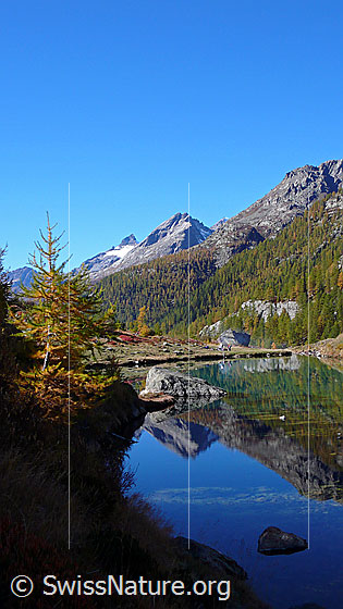 Foto: Spiegelung im Grundsee mit herbstlicher Lärche am Ufer und Lärchenwald, Hockenhorn und Tennbachhorn im Hintergrund.