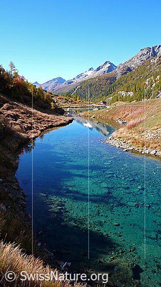 Foto: Grundsee mit türkisfarbenem Wasser und Herbstfarben am Ufer. Durch das klare Wasser sind die Steine auf dem Grund zu sehen. Im Hintergrund herbstlich gefärbter Lärchenwald des Lötschentals, Ferdenrothorn, Hochenhorn und Tennbachhorn.