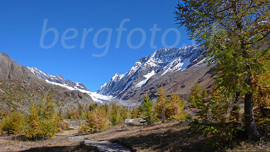 Foto: Herbstlicher Lärchenwald, Langgletscher und Lötschenlücke. Das Hochtal zeigt sich in den schönsten Herbstfarben und die Berge im Hintergrund sind bereits leicht verschneit. Zu sehen sind Jegichnubel, Anungrat, Anuchnubel, Sattelhorn, Distlighorn und Schinhorn.