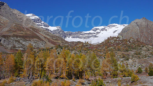 Foto: Lauterbrunnen Breithorn und Grosshorn von Süden (Lötschental) in herbstlich gefärbter Berglandschaft mit Lärchenwald und darüber blauem Himmel.