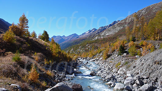 Foto: Herbstlich gefärbte Lärchen an der Lonza bei Fafleralp.