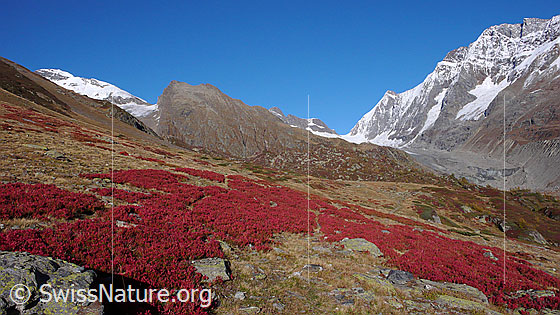 Foto: Herbstfarben im Lötschental. Intensiv gefärbtes Laub von Heubeeeren.
Gipfel und Übergänge: Grosshorn - Jegichnubel - Lötschenlücke - Sattelhorn - Schinhorn.
Gletscher: Langgletscher