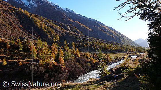 Foto: Herbstfarben in den Lärchenwäldern des Lötschentals.
