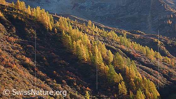 Foto: Herbstwald im Lötschental.