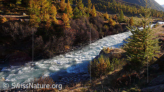 Foto: Herbstbild Lötschental mit dem Fluss Lonza und Lärchen in den Herbstfarben.