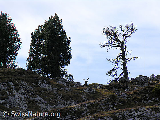 Foto: Silhouette eines ruhenden Steinbockes (Capra ibex) mit mächtigen Hörnern.
Lat.: Capra ibex
Ordnung: Artiodactyla (Paarhufer)
Familie: Bovidae (Hornträger)
Unterfamilie: Antilopinae
Gattung: Capra (Ziegen)