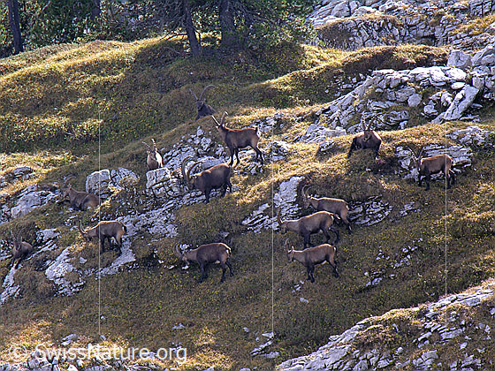 Foto: Herde Steinböcke (Capra ibex) beim Grasen und Ruhen in mit Fels durchsetztem Gelände.
Lat.: Capra ibex
Ordnung: Artiodactyla (Paarhufer)
Familie: Bovidae (Hornträger)
Unterfamilie: Antilopinae
Gattung: Capra (Ziegen)