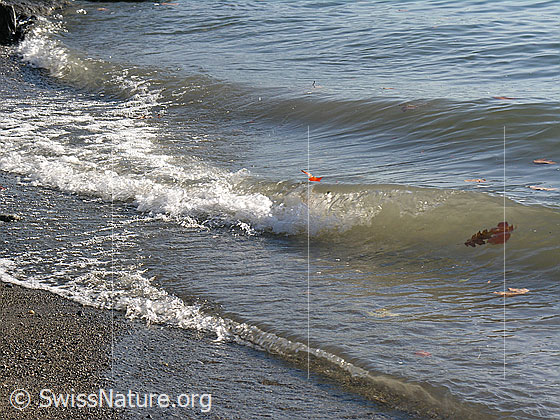 Foto: Wellen am Ufer des Genfersees.