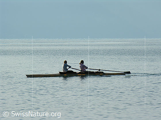 Foto: Ruderer auf dem Genfersee.