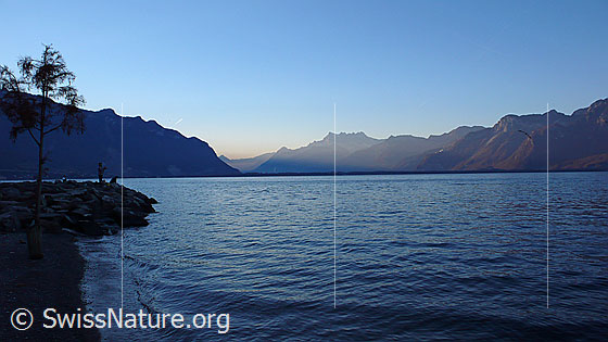 Foto: Morgenstimmung am Genfersee bei Montreux mit Blick auf La Catogne, Dent du Salantin, Dents du Midi, Pointe de Bellevue und Tour de Don. Unter einer Palme am Ufer arbeiten zwei Fischer. Der See ist leicht gewellt.
