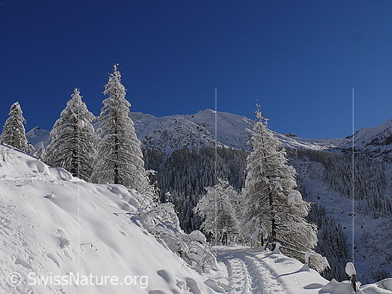 Foto: Berglandschaft mit verschneiten Lärchen und einer Spur im Neuschnee.