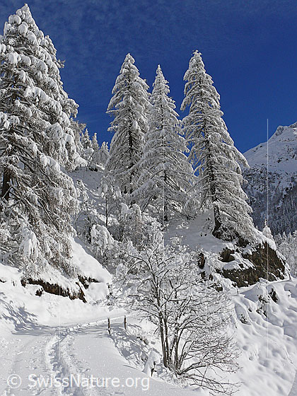 Foto: Winterlandschaft mit verschneiten Lärchen und einer Schneeschuhspur auf dem Wanderweg.