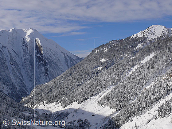 Foto: Frisch verschneites Bergtal (Binntal) mit bewaldeten Berghängen und Breithorn mit steilen Gräben. Darüber Wolkenfelder am blauen Himmel.