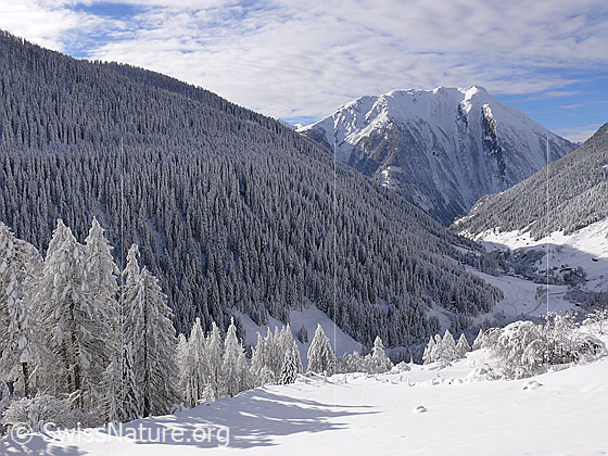 Foto: Bergtal im Winter. Frisch verschneites Binntal mit bewaldeten Berghängen und Breithorn im Hintergrund. Am Himmel sind Föhnwolken zu sehen.