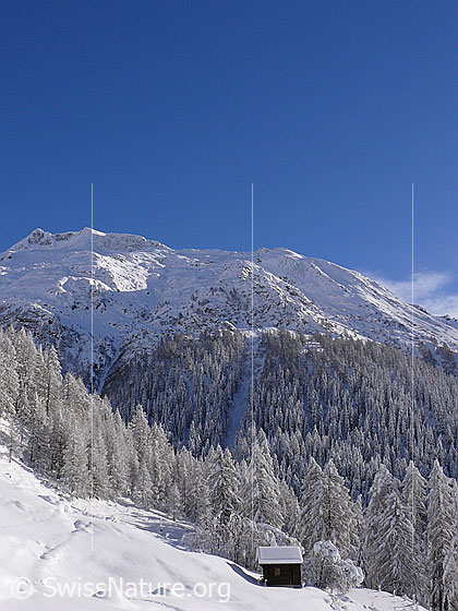 Foto: Verschneiter Bergwald (Lärchenwald) und kleine Hütte am Waldrand. Im Hintergrund das Schinhorn, Binntal.