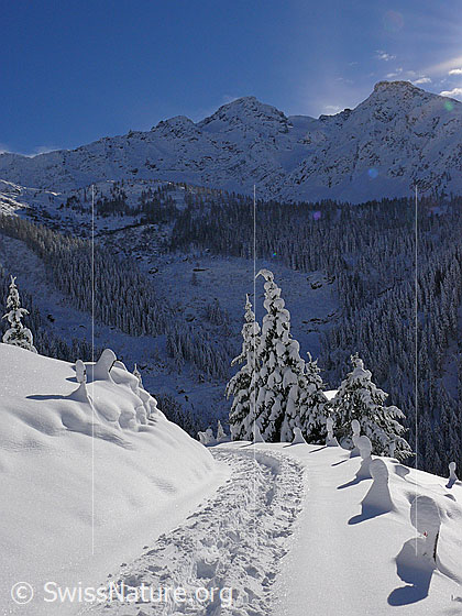 Foto: Schneeschuhspur auf Wanderweg in frisch verschneiter Berglandschaft. Die Zaunpfähle am Wegrand sind mit einer Schneeschicht überzogen und haben grosse Hauben aus Schnee.