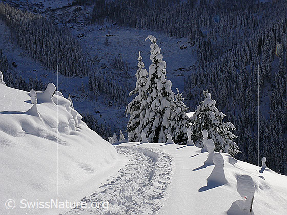 Foto: Schneeschuhspur auf Wanderweg in Winterlandschaft mit verschneiten Tannen. Die Zaunpfähle am Wegrand sind mit einer Schneeschicht überzogen und haben grosse Hauben aus Schnee.