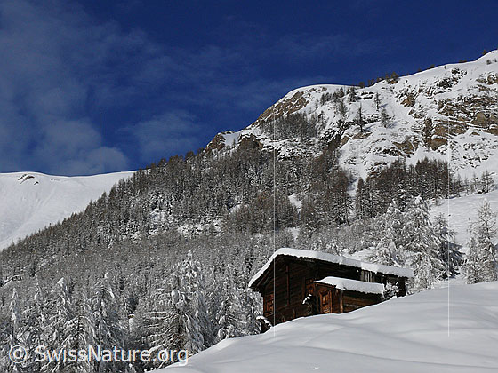 Foto: Alphütte und Berghang mit Lärchenwald. Die Berglandschaft ist frisch verschneit und lockere kleine Wolken zieren den blauen Himmel.