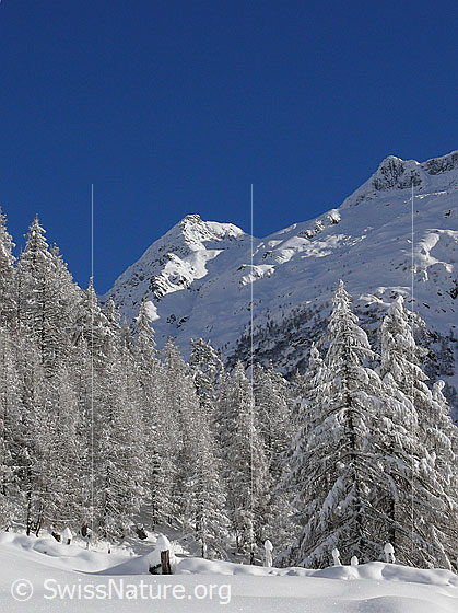 Foto: Verschneite Lärchen und Berg im Sonnenlicht.
