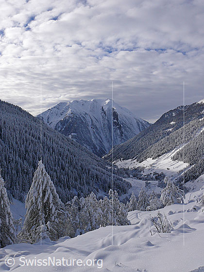 Foto: Binntal mit Neuschnee. Blick über das tief verschneite Tal mit Schutzwald an den steilen Bergflanken. Im Hintergrund ist das Breithorn zu sehen. Der Himmel ist mit einer Wolkenschicht bedeckt.
