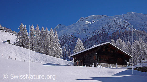 Foto: Berglandschaft mit Alphütte und tief verschneiten Lärchen.