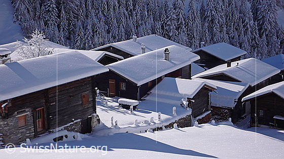 Foto: Bergdorf im Winter. Streiflicht fällt auf die schneebedeckten Dächer der Häuser von Imfeld. Die Schneedecke im Vordergrund ist unberührt und die Zaunpfähle sind mit Schnee überzogen. Der Wald im Hintergrund ist tief verschneit.