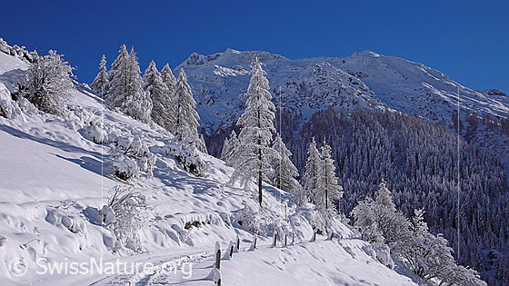 Foto: Winterlandschaft mit Licht und Schatten. Schneeschuhspur auf Wanderweg in frisch verschneiter Berglandschaft mit Lärchen. Die  Zaunpfähle am Wegrand haben grosse Hauben aus Schnee.