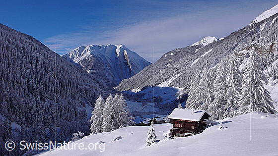 Foto: Chalet in unberührter, frisch verschneiter Berglandschaft des Binntals. Schutzwald mit Tannen und Lärchen bedeckt die steilen Hänge des Bergtals. Im Hintergrund ist das Breithorn zu sehen.