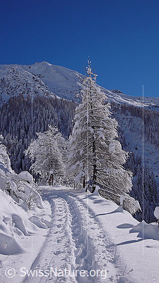 Foto: Schneeschuhtrail in frisch verschneiter Berglandschaft mit Lärchen im Sonnenlicht.