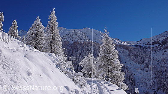 Foto: Schneeschuhspur auf Wanderweg in frisch verschneiter Berglandschaft mit Lärchen.