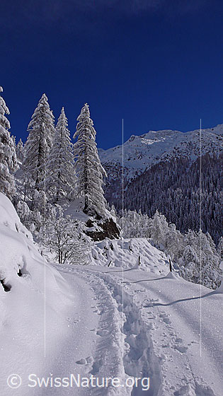 Foto: Schneeschuhspur auf Wanderweg in frisch verschneiter, sonniger Berglandschaft mit Lärchen.