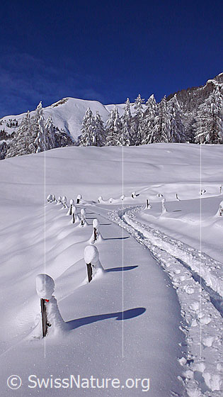 Foto: Schneeschuhtrail in frisch verschneiter, sonniger Berglandschaft. Die Zaunpfähle am Wegrand haben grosse Hauben aus Schnee.