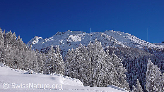 Foto: Im Sonnenlicht leuchtender, frisch verschneiter Lärchenwald und Streiflicht auf Bergmassiv. Im Vordergrund verläuft eine Spur im Schnee.